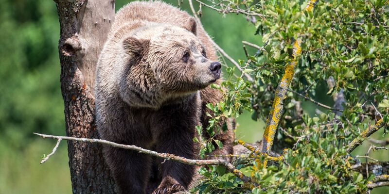 Die Oberallgäuer Landrätin Indra Baier-Müller fordert weitere Maßnahmen für den Fall, dass ein aggressiver Braunbär nach Bayern einwandert. - Foto: Lino Mirgeler/dpa
