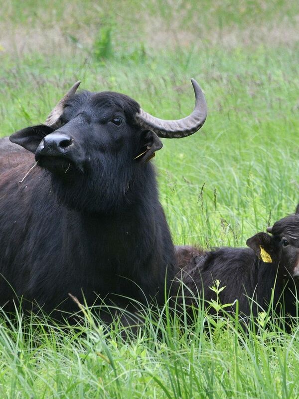 In a pool in England, eight water buffalo take