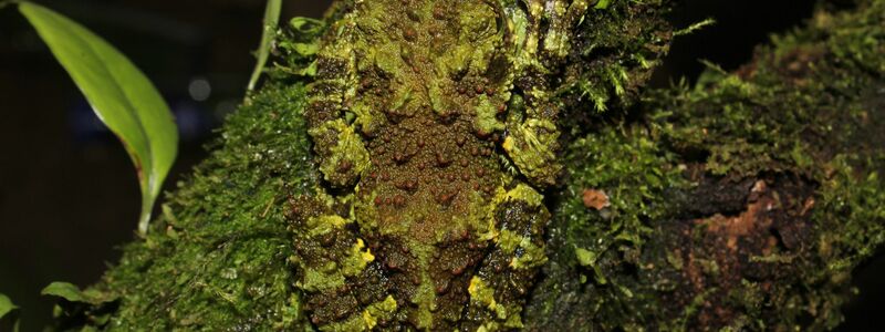 Kaum zu sehen: die neu entdeckte Froschart (Theloderma khoii) aus dem Norden Vietnams. - Foto: Nguyen Thien/WWF/dpa