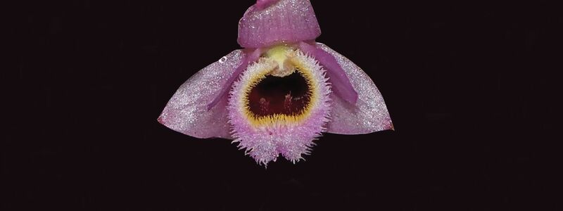 Rosa-gelb blüht die Mini-Orchidee Dendrobium fuscifaucium aus Laos. - Foto: Keooudone Souvannakhoummane/WWF/dpa