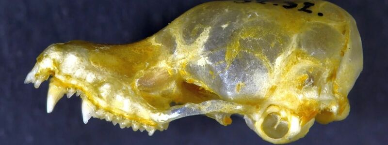 Der Schädel der Mausohrfledermaus (Myotis Hayesi) wurde in Kambodscha gefunden. - Foto: Gábor Csorba/WWF/dpa