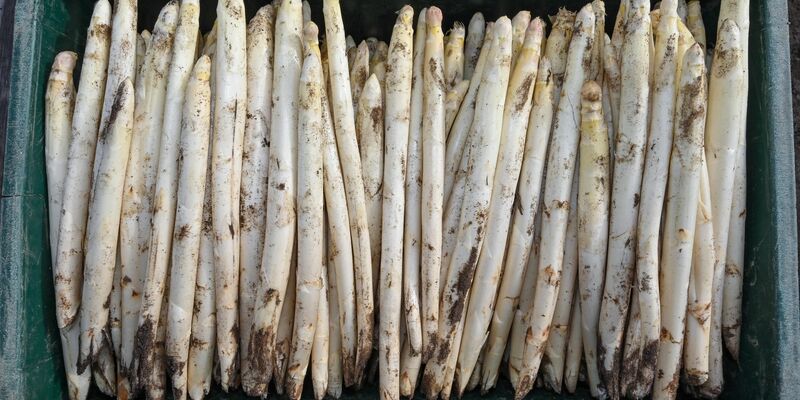 Oxfam hat eine Studie zu den Arbeitsbedingungen im Spargelanbau veröffentlicht und kritisiert darin den Umgang mit Saisonarbeitskräften. - Foto: Patrick Pleul/dpa