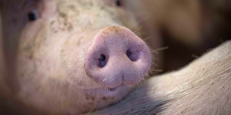 Eine Gruppe von Schweinen wird in einem Mastbetrieb auf Stroh gehalten. - Foto: Sina Schuldt/dpa