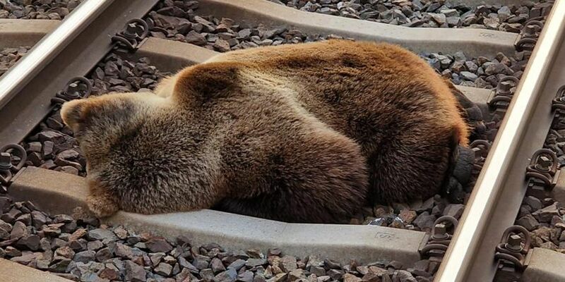 Ein Bär liegt tot auf den Gleisen in der Nähe des Bahnhofs Schwarzach-St. Veit, nachdem er mit einem Zug zusammengestoßen ist. - Foto: -/LAND SALZBURG/ÖBB/APA/dpa