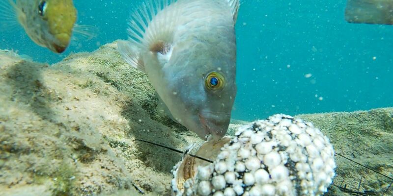 Fische fressen einen Seestern im Mittelmeer. - Foto: Courtesy of Tel Aviv University/dpa