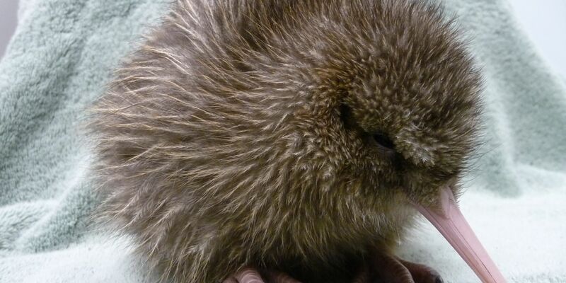 Ein fünf Tage alter Kiwi, geschlüpft in einer Aufzuchtstation an der südlichen Westküste Neuseelands. - Foto: ---/West Coast Wildlife Centre/dpa
