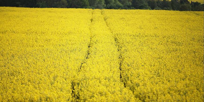 Rapsfeld mit Fahrgasse - Foto: ?ber dts Nachrichtenagentur
