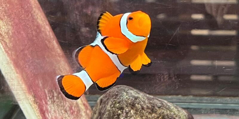 Ein Clownfisch schwimmt in einem Becken im Marine Discovery Centre des Resorts SAii Phi Phi Island Village. - Foto: Carola Frentzen/dpa