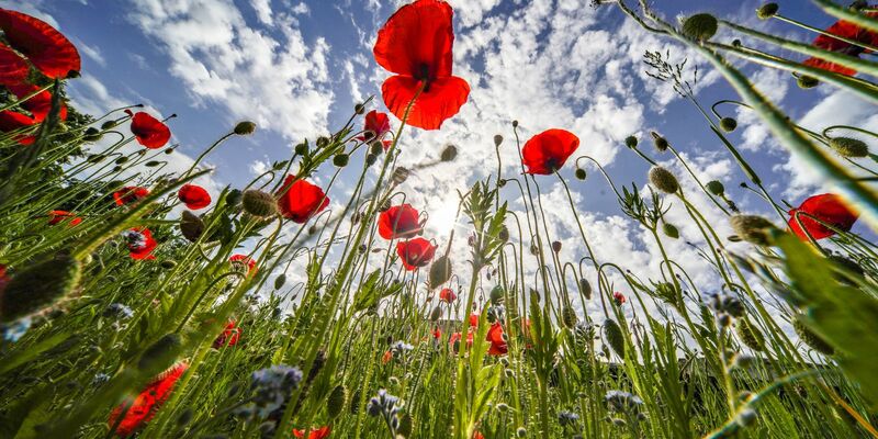 Klatschmohn blüht am Rande des Kurparks von Bad Nauheim vor einem blauen Himmel. - Foto: Frank Rumpenhorst/dpa