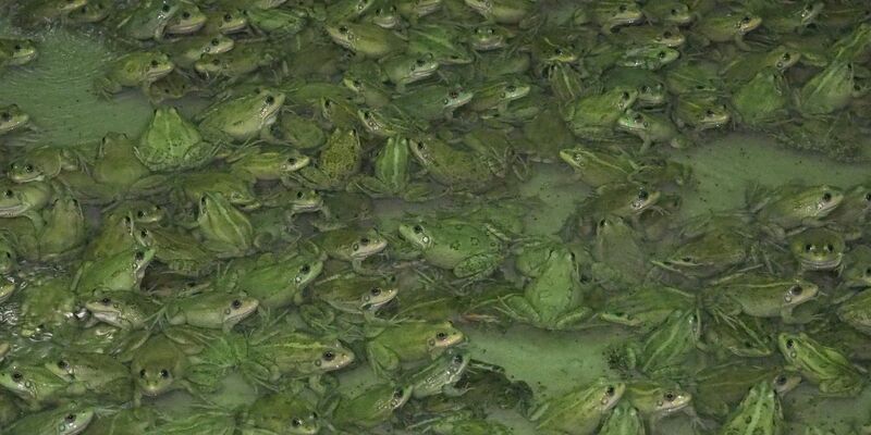 Frösche wachsen in der Froschfarm von Patrick François in Südfrankreich heran. - Foto: Rachel Boßmeyer/dpa