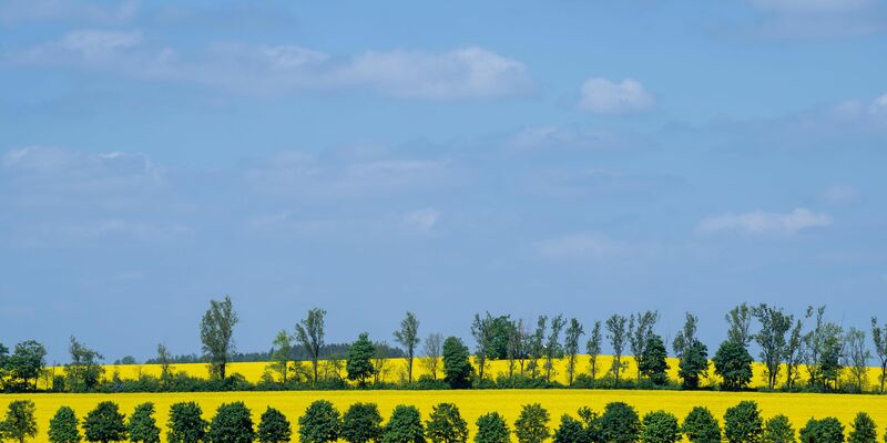 Raps blüht auf einem Feld in Sachsen: Frühsommerliches Wetter stimmt auf das bevorstehende Pfingstfest ein. - Foto: Hendrik Schmidt/dpa