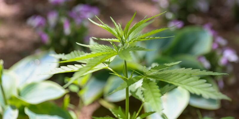 Die Cannabispflanze ist auf Spielplätzen ein ungebetener Gast. - Foto: Gerald Matzka/dpa