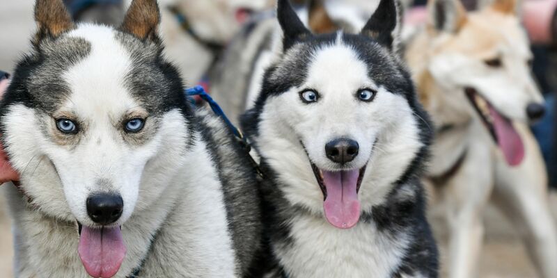 Ein Schlittenhunderennen in Mecklenburg-Vorpommern (Archivbild). - Foto: Jens Kalaene/dpa-Zentralbild/dpa