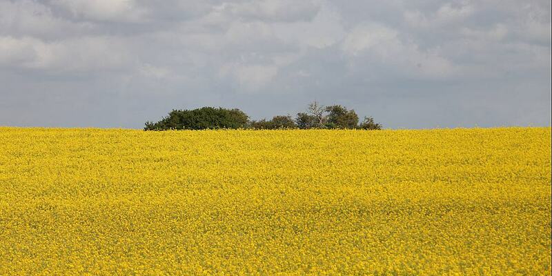 Rapsfeld - Foto: ?ber dts Nachrichtenagentur