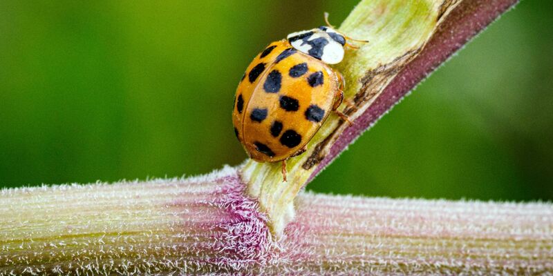 Ein Asiatischer Marienkäfer krabbelt im Naturschutzgebiet Ferbitzer Bruch - und vielleicht auch im heimischen Garten? - Foto: Soeren Stache/dpa-Zentralvild/dpa