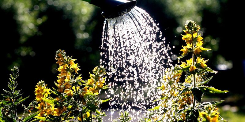 In der Morgensonne wird ein Goldfelberich gegossen. Lieber nicht mittags gießen, das schadet den Blättern. Aber ist da überhaupt etwas dran? - Foto: Roland Weihrauch/dpa