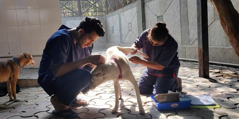 Hunde werden nach der Sterilisation im Zentrum für Geburtenkontrolle und Sterilisation postoperativ versorgt. - Foto: -/Neighbourhood Woof/dpa