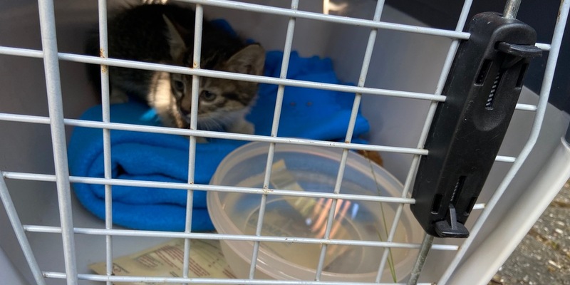 POL-DU: Obermarxloh: Babykatze aus Radkasten gerettet - Foto: presseportal.de