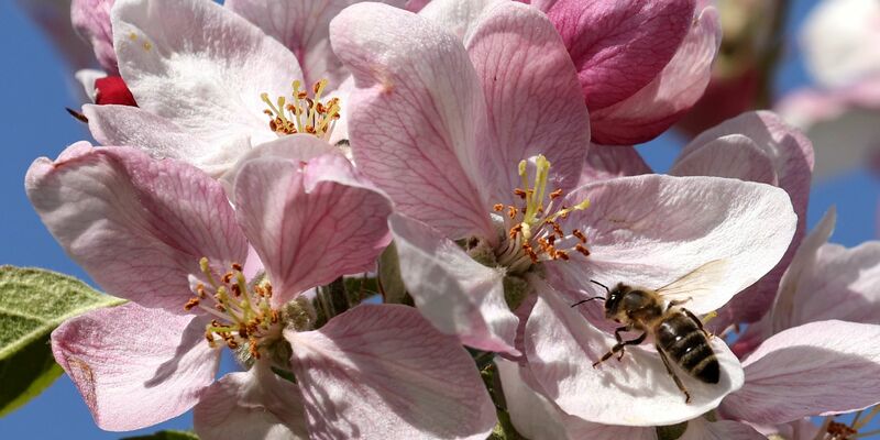Eine Biene bedient sich im mecklenburgischen Gnoien an einer Apfelblüte. - Foto: Bernd Wüstneck/dpa