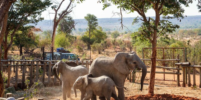 Die Elefantenwaisen erkunden das Gehege gleich nach ihrer Ankunft im Naturschutzgebiet Panda Masuie in Simbabwe. - Foto: Tyson Mayr/IFAW/dpa