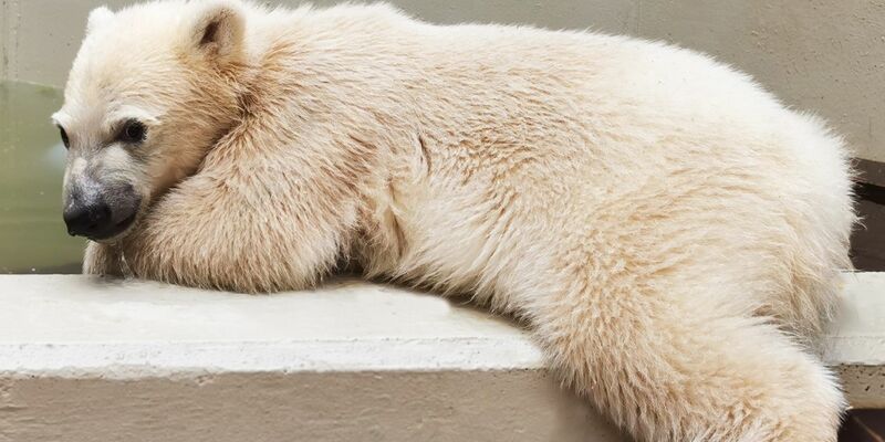 Die kleine Eisbärin im Hamburger Tierpark hat noch keinen Namen. - Foto: Tierpark Hagenbeck/dpa