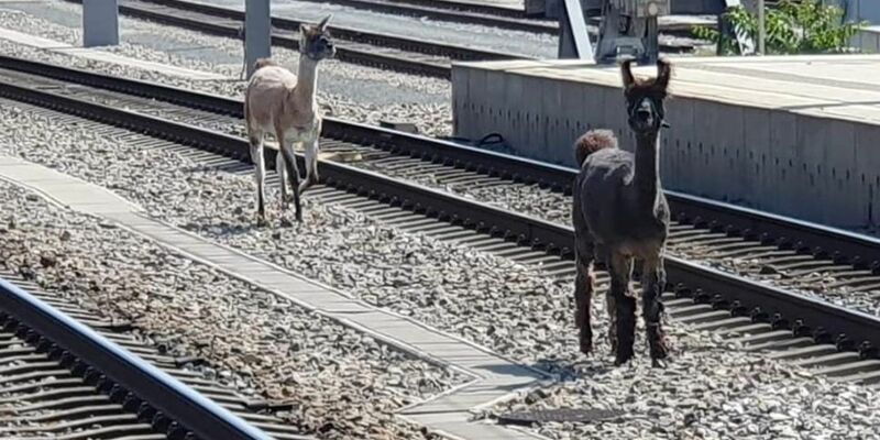 Lamas spazierten in Wien zwischen Bahngleisen. - Foto: Unbekannt/ÖBB/APA/dpa