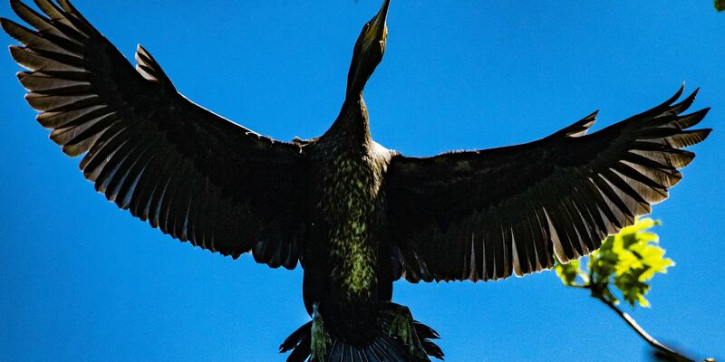 Ein Kormoran fliegt über der Kormoran-Kolonie in Niederhof bei Stralsund im Landkreis Vorpommern-Rügen. - Foto: Stefan Sauer/dpa