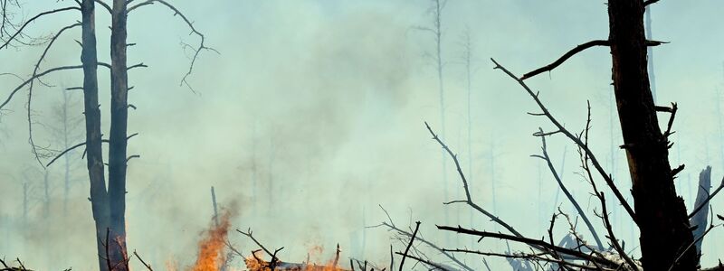Der Wald bei Jüterbog brennt. Das Feuer in dem Wald hat sich wieder ausgebreitet. - Foto: Michael Bahlo/dpa