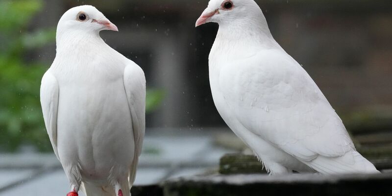 Für viele gehören weiße Tauben zu einer Hochzeit dazu. - Foto: Soeren Stache/dpa