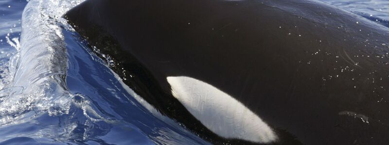 Orcas sind hochintelligente Tiere - Foto: SECAC/Monica Perez/epa efe/dpa