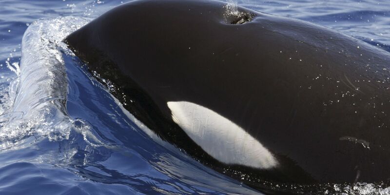 Ein Orca (Schwertwal) im Meer vor Lanzarote. Seit Monaten häufen sich Berichte über Orca-Attacken vor den Küsten Spaniens und Portugals. - Foto: SECAC/Monica Perez/epa efe/dpa