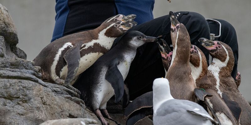 Die Pinguinanlage auf dem Dach des Ozeaneums in Stralsund. - Foto: Stefan Sauer/dpa