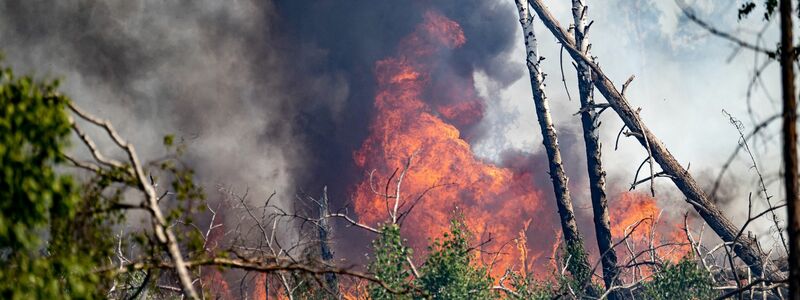 Flammen schlagen in einem Waldstück nahe Jüterbog in die Höhe. - Foto: Fabian Sommer/dpa