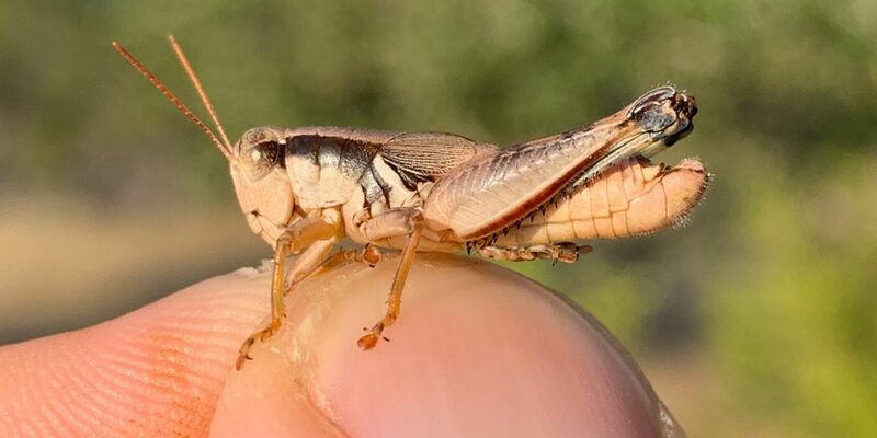 iIsgesamt sieben neue Grashüpfer-Arten haben Forscher entdeckt. - Foto: JoVonn Hill/dpa