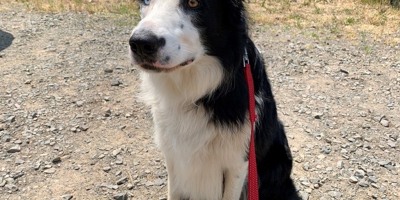 POL-MK: Frierender Fundhund im Gebüsch - Foto: presseportal.de