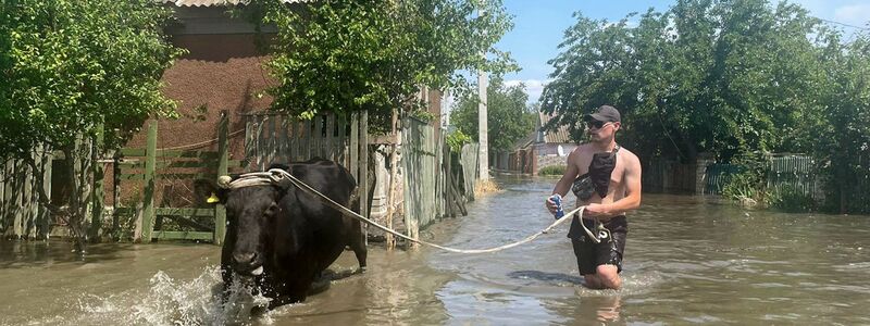 Ein Mann evakuiert eine Kuh aus einem überfluteten Viertel in Cherson. - Foto: --/kyodo/dpa