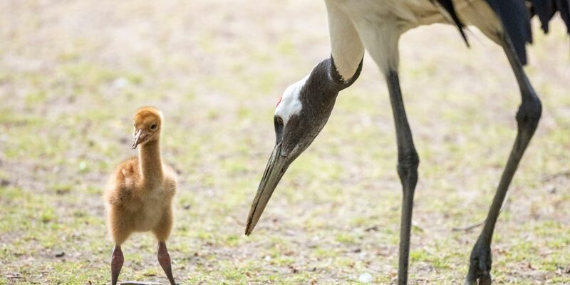 Das Schneekranichküken im Freigehege des Kölner Zoos. - Foto: Thomas Banneyer/dpa
