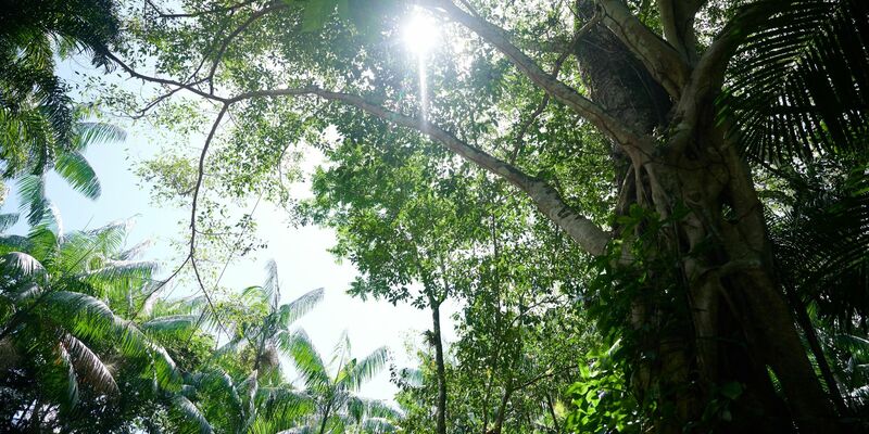 Die Sonne scheint durch das Blätterdach des Regenwalds nahe der nordbrasilianischen Stadt Belem. - Foto: Annette Riedl/dpa