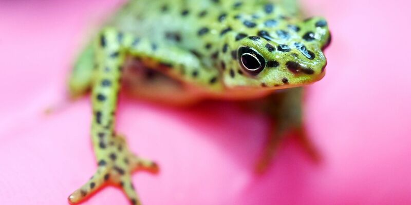 Eine bedrohte Rio-Pescado-Stummelfußkröte (Atelopus balios) im Karlsruher Zoo. In der baden-württembergischen Stadt trifft sich der Verband der Zoologischen Gärten (VdZ) zur Jahrestagung. - Foto: Uli Deck/dpa