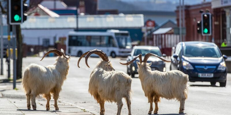 Ziegen stehen im Frühjahr 2020 auf einer Straße im walisischen Llandudno, die aufgrund der Corona-Ausgangsbeschränkungen nur schwach befahren ist. - Foto: Peter Byrne/PA Wire/dpa