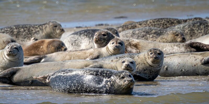 Seehunde und Kegelrobben liegen auf einer Sandbank vor der ostfriesischen Insel Spiekeroog. - Foto: Sina Schuldt/dpa