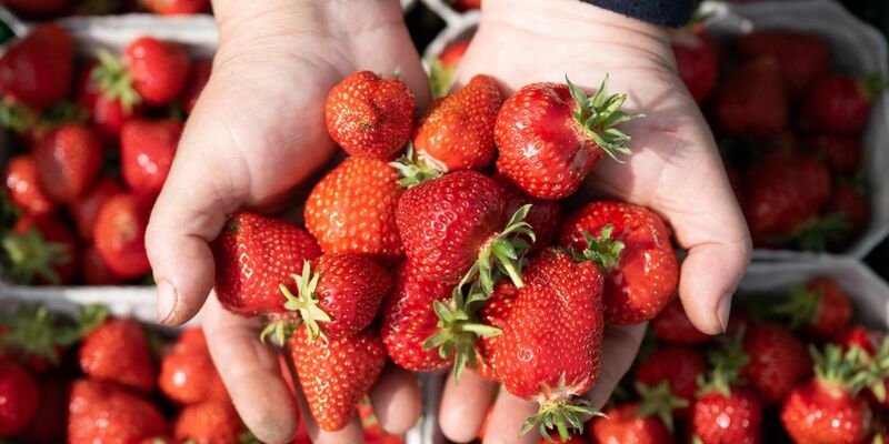 Die Erdbeersaison ist im vollen Gange. Woher sind die Erdbeeren, die Discounter und Supermärkte in Deutschland anbieten? - Foto: Sebastian Kahnert/dpa
