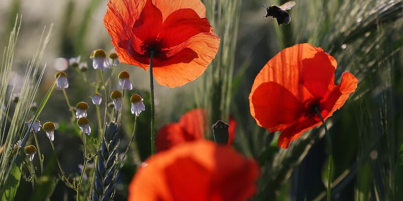 Eine Hummel fliegt eine Mohnblume an. - Foto: David Young/dpa
