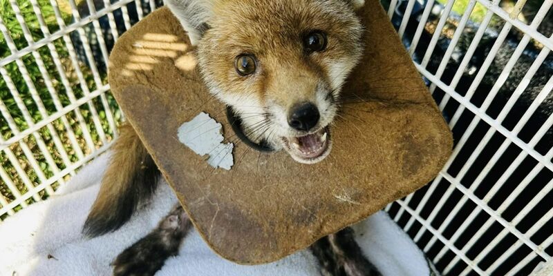 Der junge Fuchs in England, der von der Tierschutzorganisation RSPCA gerettet wurde. - Foto: Rspca/PA Media/dpa