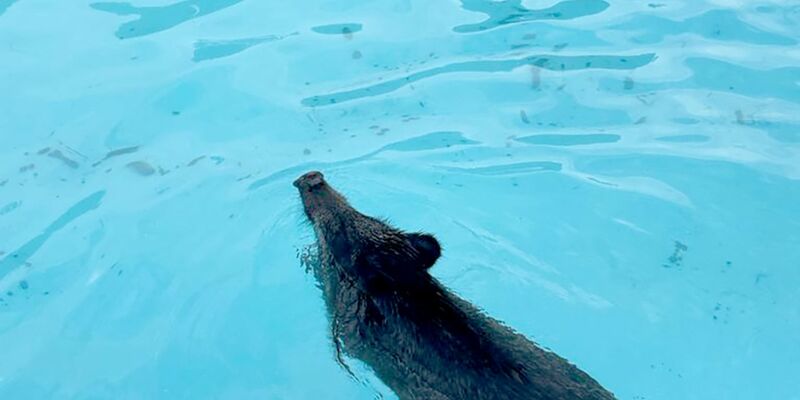 Abkühlung vonnöten: Ein Wildschwein schwimmt in einem Swimmingpool. - Foto: Polizei Märkisch Oderland/dpa