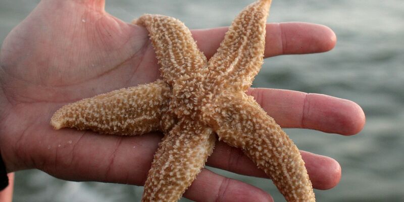 Ein Seestern aus der Nordsee (Symbolbild). - Foto: picture alliance / dpa