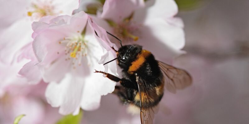 Eine Gartenhummel sucht auf der Blüte einer japanischen Zierkirsche nach Pollen. - Foto: picture alliance / dpa