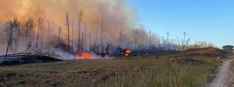 Flammen schlagen im Juni in einem Waldstück nahe Jüterbog in die Höhe. - Foto: Thomas Schulz/dpa