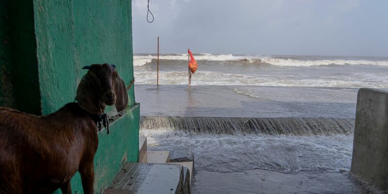 Eine Ziege steht im Eingang eines Hauses in Mumbai, wo bereits hohe Flutwellen auf die Küste des Arabischen Meeres treffen. - Foto: Rafiq Maqbool/AP/dpa