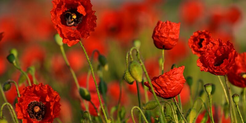 Der Klatschmohn blüht am Wegesrand zwischen Weimar und Apolda. Wie geht der Sommer weiter? - Foto: Martin Schutt/dpa